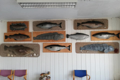 56236238_584189752060339_6579056132650696704_n